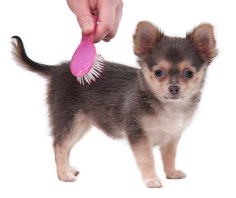 chihuahua brush|dog brush for chihuahua.